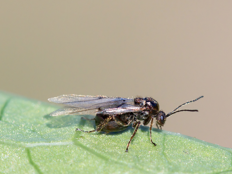 Cynips longiventris (parthenogenetische Generation)