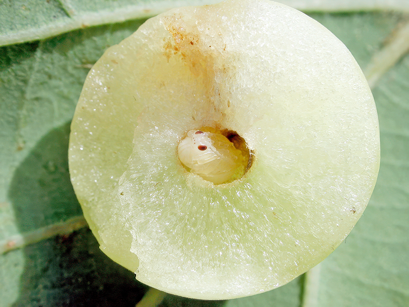 Cynips quercusfolii - Puppe (parthenogenetische Generation)