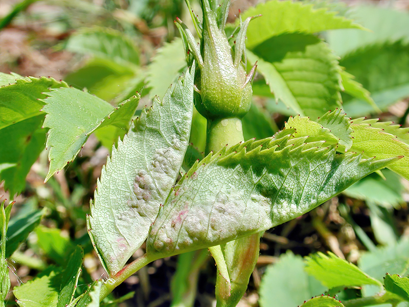 Macrolabis luceti