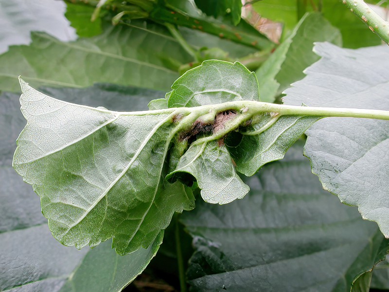 Dasineura tortilis