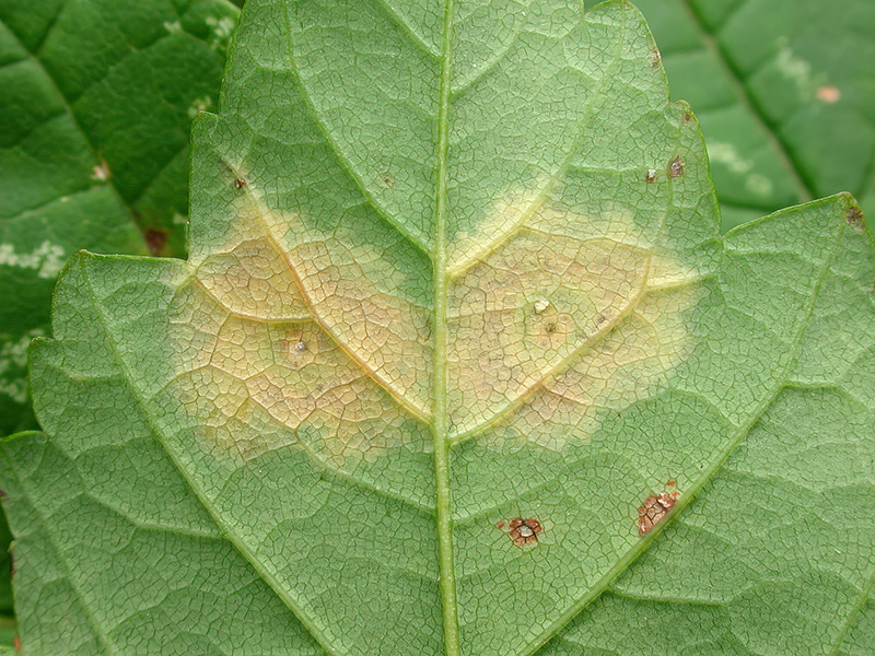 Drisina glutinosa