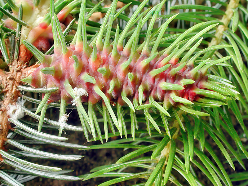 Gilletteella cooleyi