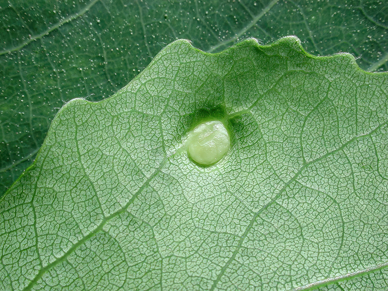 Harmandiola globuli