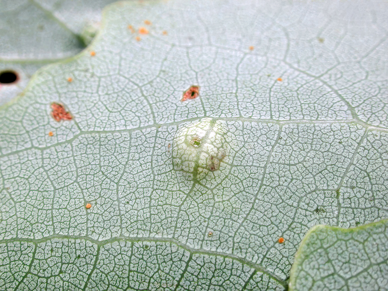 Harmandiola pustulans