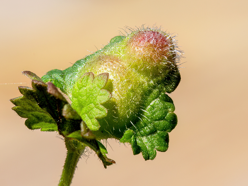 Liposthenes glechomae