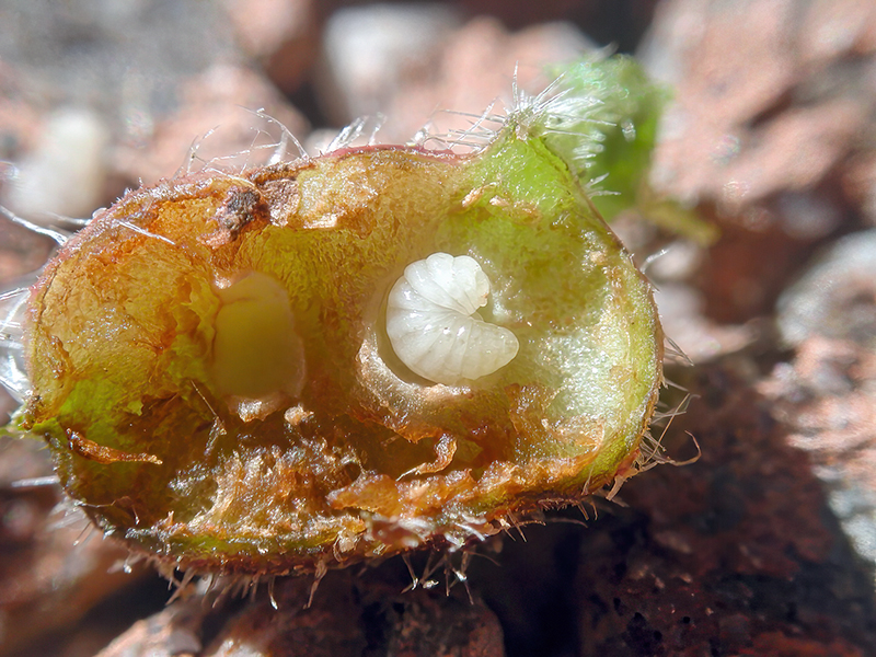 Liposthenes glechomae (Larve)