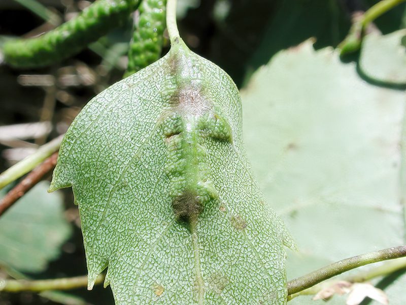 Massalongia ruber