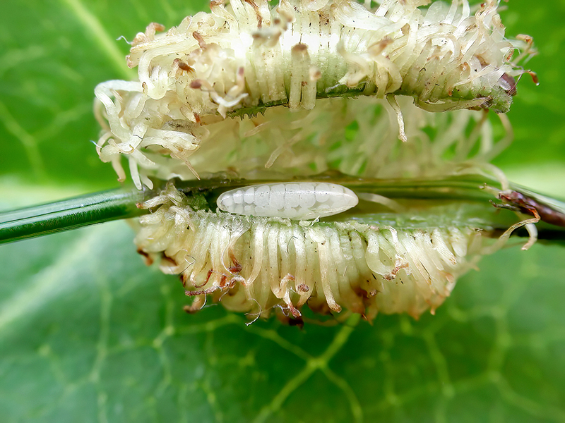 Mayetiola graminis (Larve)
