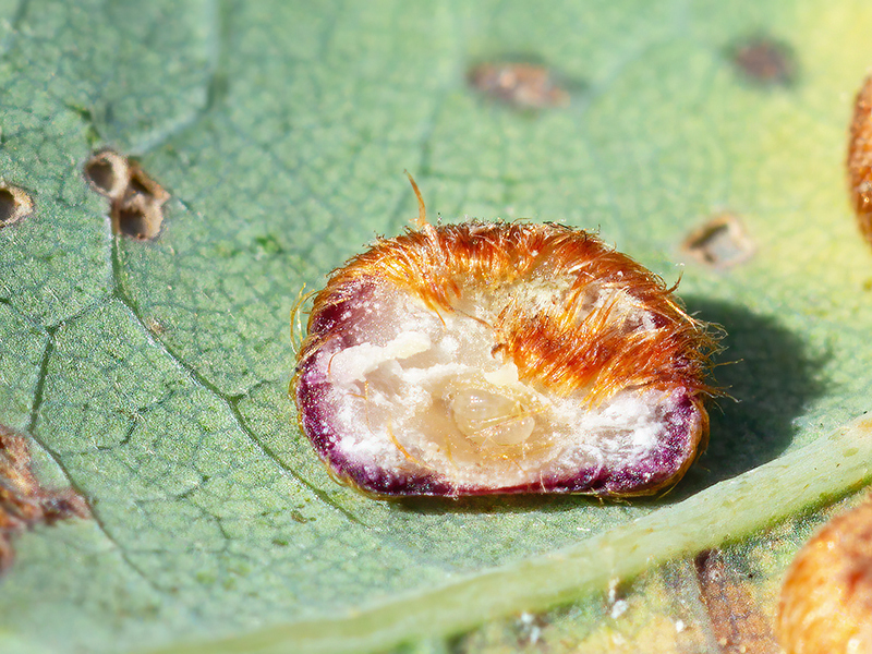 Neuroterus numismalis (Larve - parthenogenetische Generation)