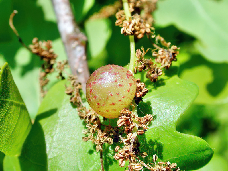 Neuroterus quercusbaccarum (bisexuelle Generation)