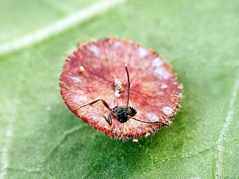 Neuroterus quercusbaccarum (Schlupf - parthenogenetische Generation)