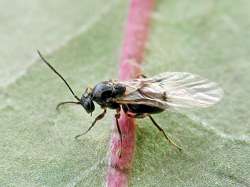 Neuroterus quercusbaccarum (Adult - parthenogenetische Generation)