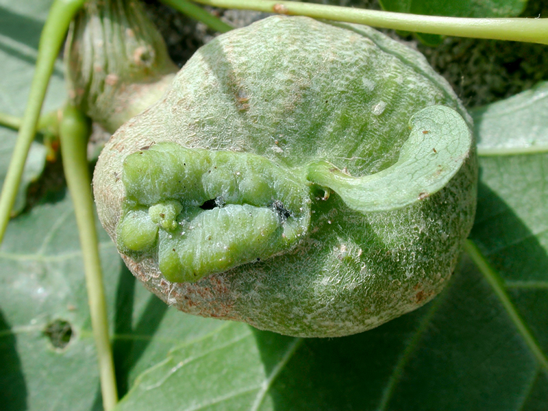 Pemphigus borealis