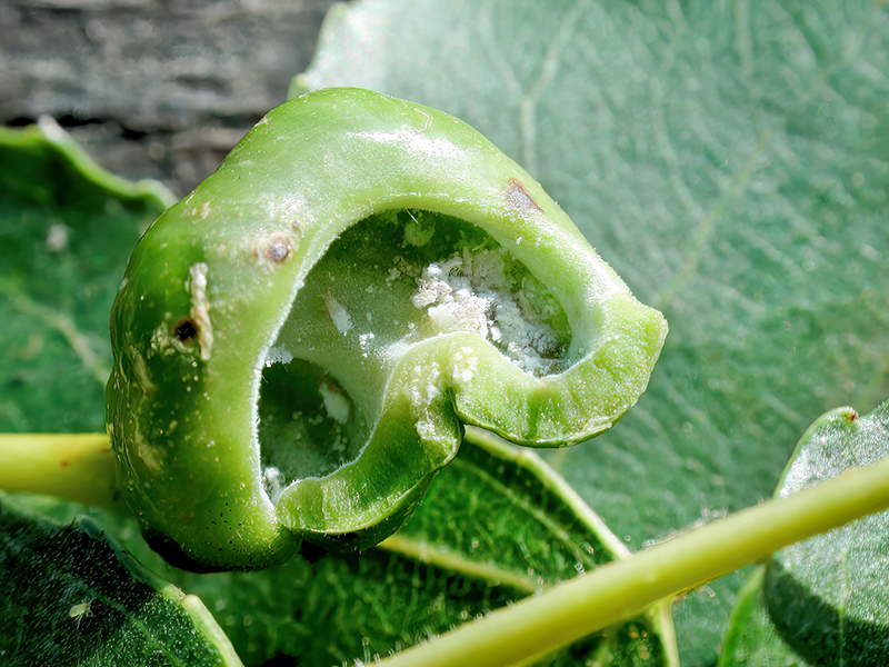 Pemphigus spyrothecae