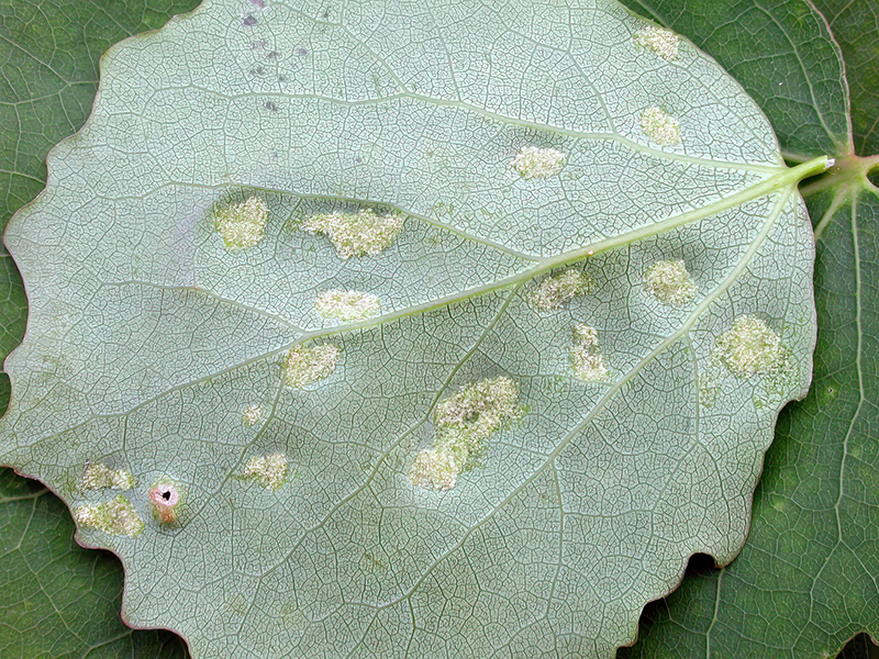 Phyllocoptes populi