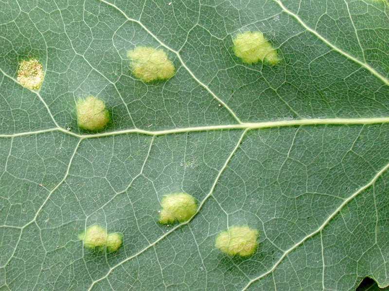 Phyllocoptes populi