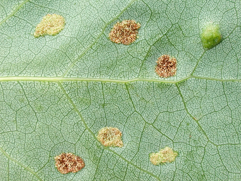 Phyllocoptes populi