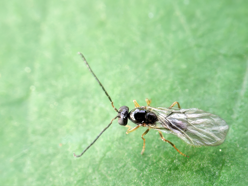 Neuroterus saliens (bisexuelle Generation)