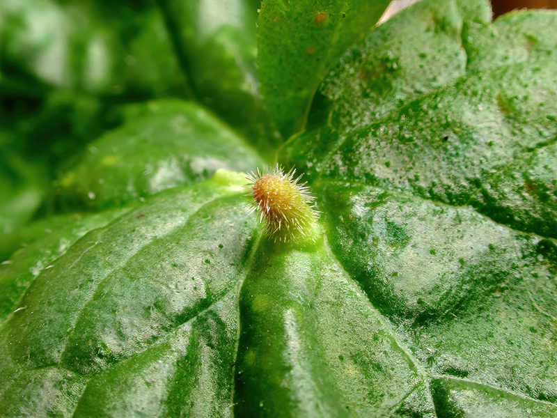 Rondaniola bursaria