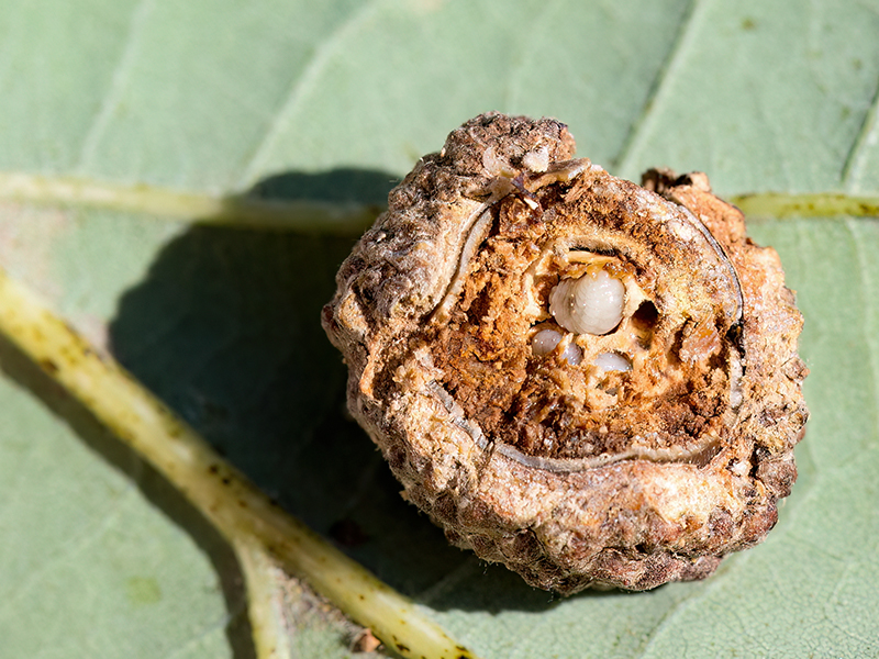 Synergus clandestinus (Larven)
