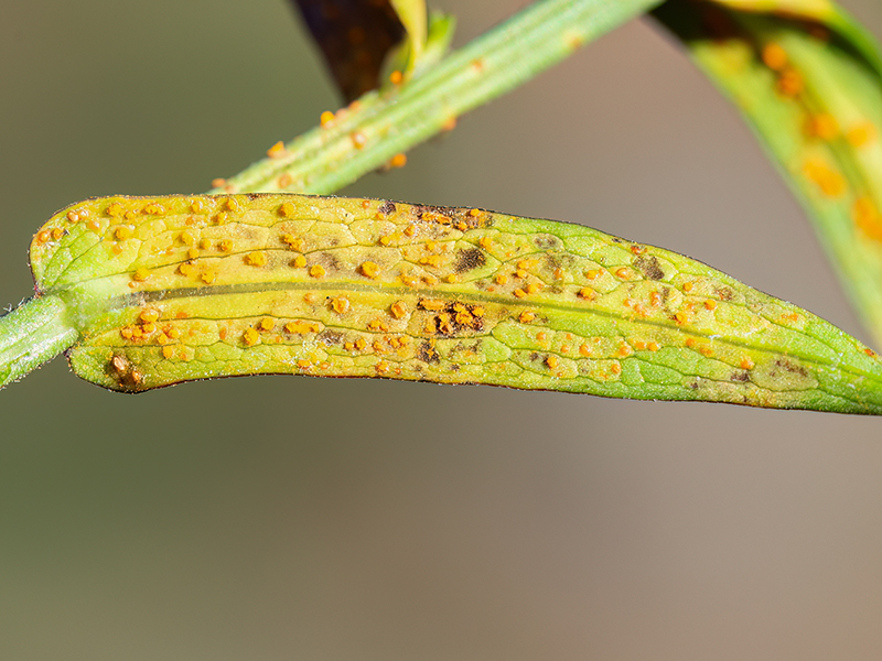 Coleosporium montanum