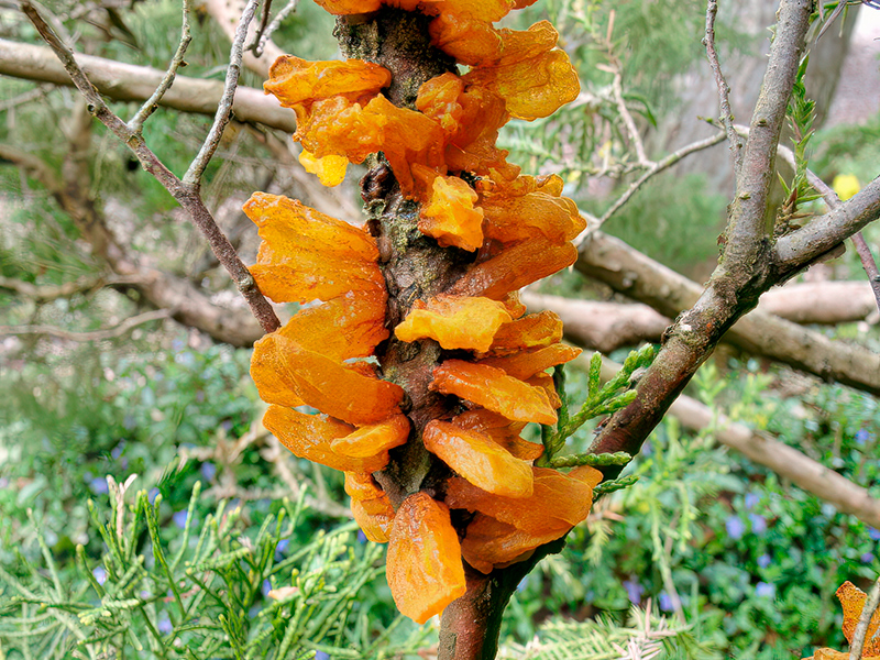 Gymnosporangium sabinae