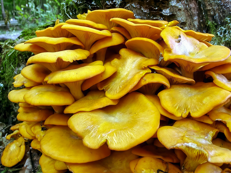Omphalotus olearius