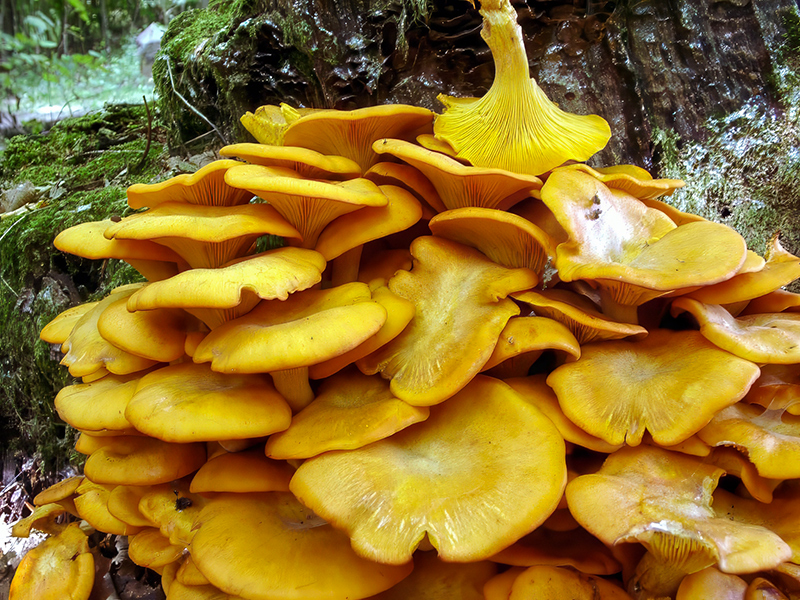 Omphalotus olearius