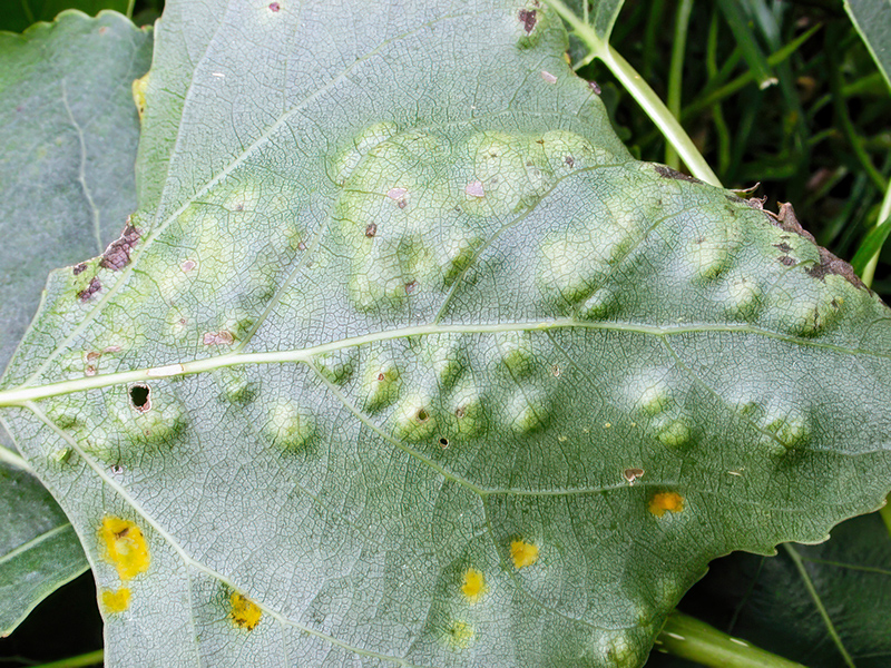 Taphrina populina