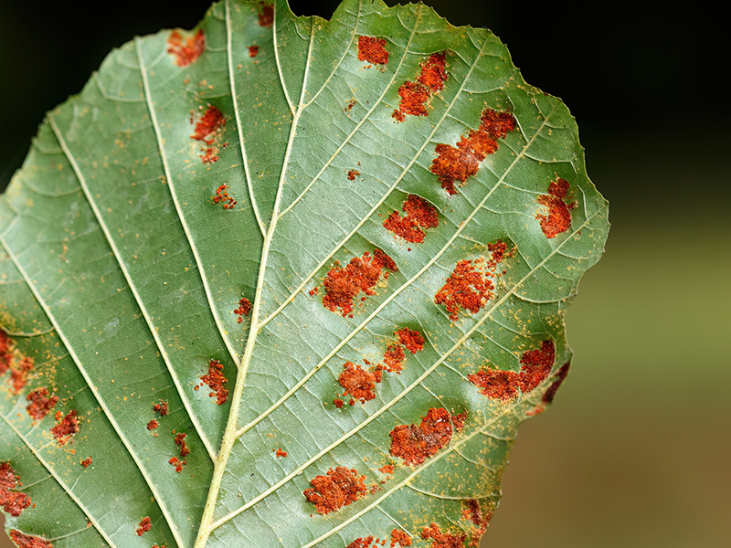 Acalitus brevitarsus