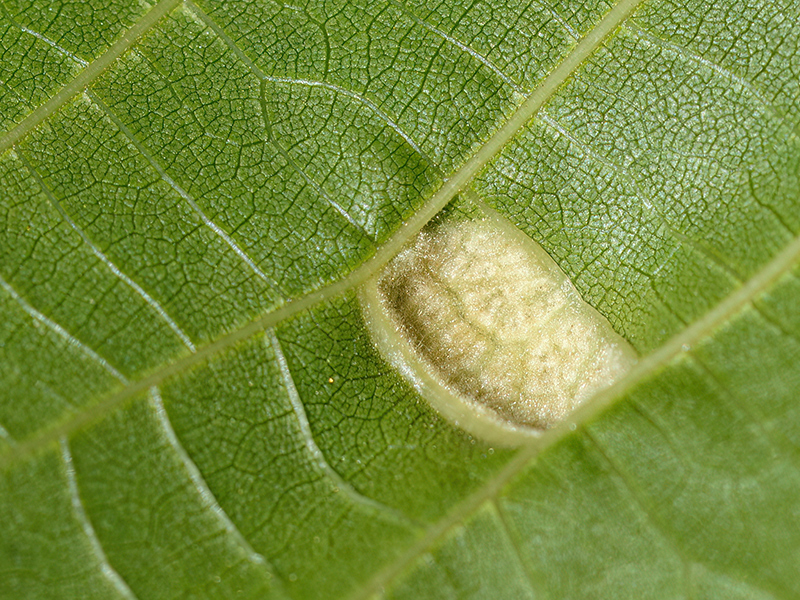 Aceria erinea