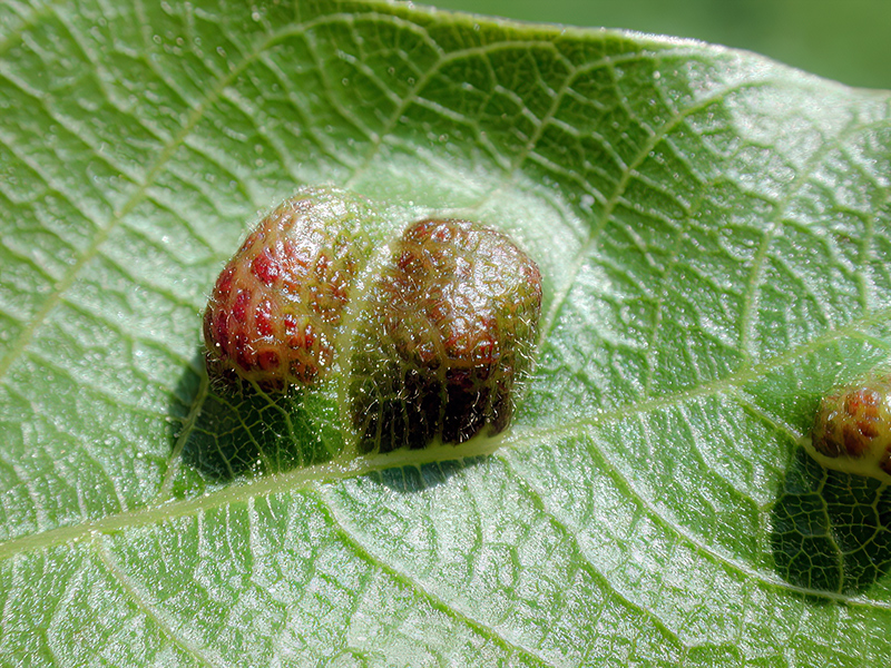 Aceria erinea