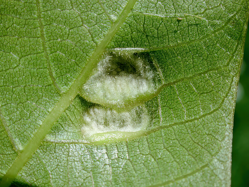 Aceria erinea