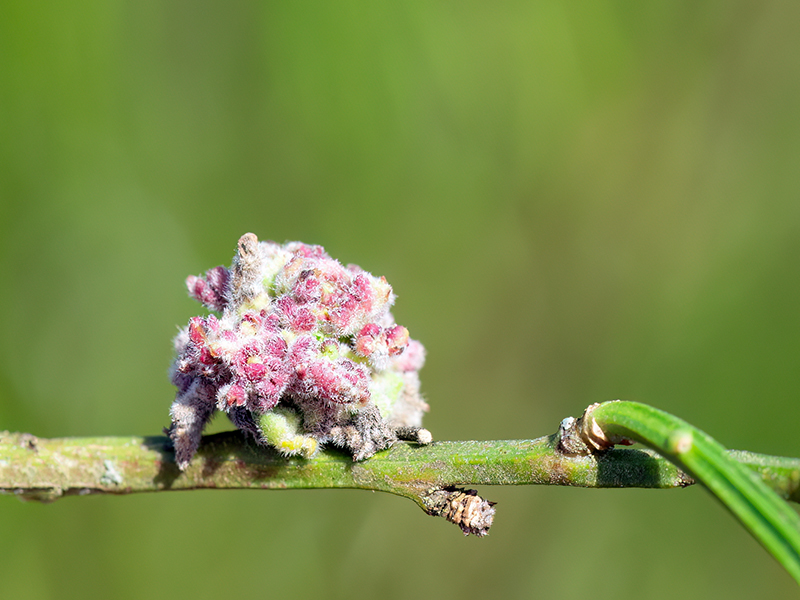 Aceria genistae