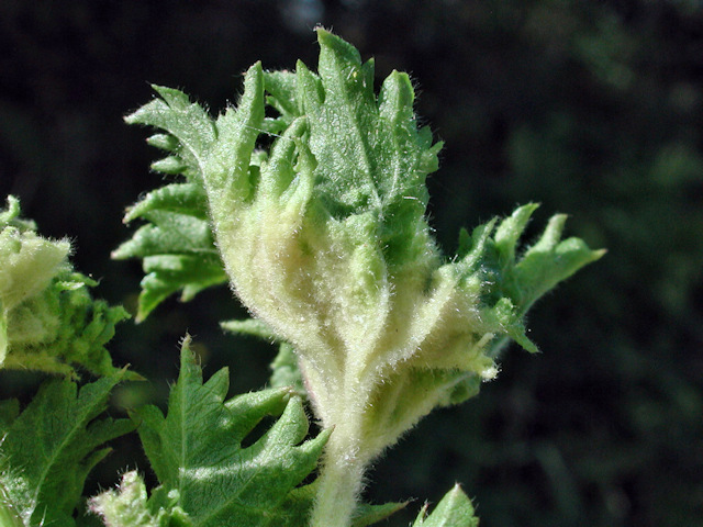 Aceria gymnoprocta