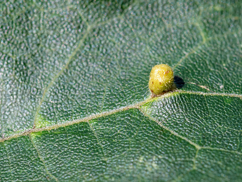Aceria macrochela