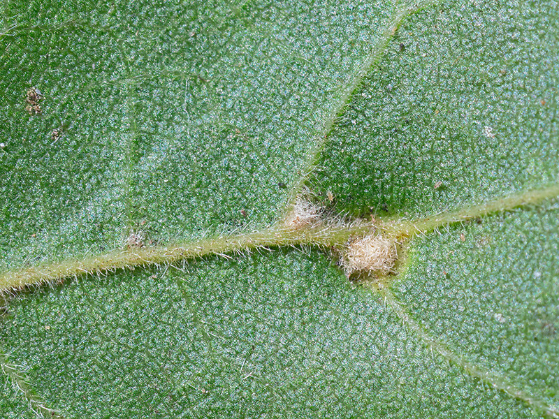 Aceria macrochela
