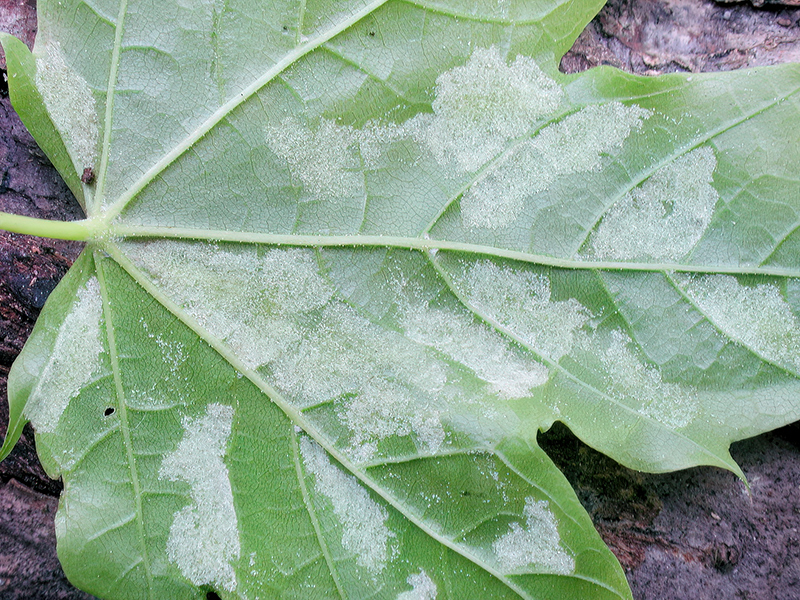 Aceria platanoidea