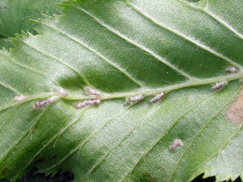 Aceria tenella