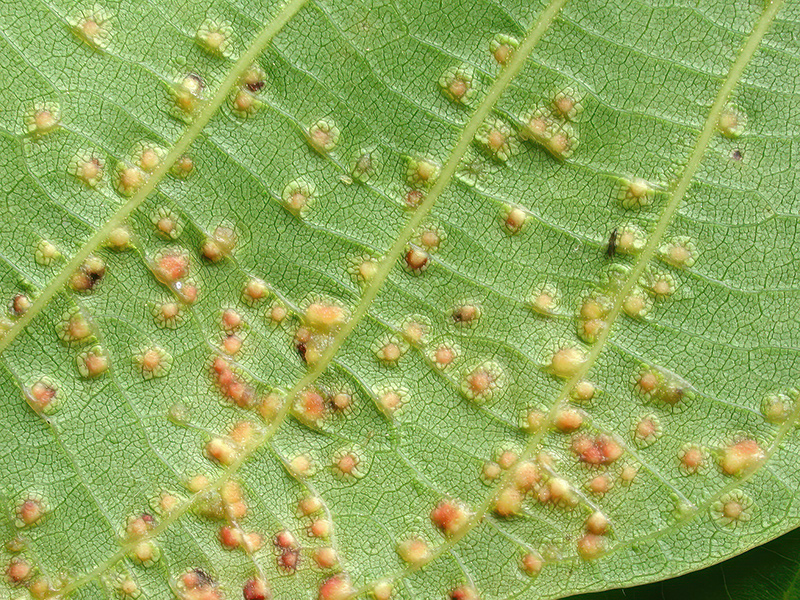 Aceria tristriata