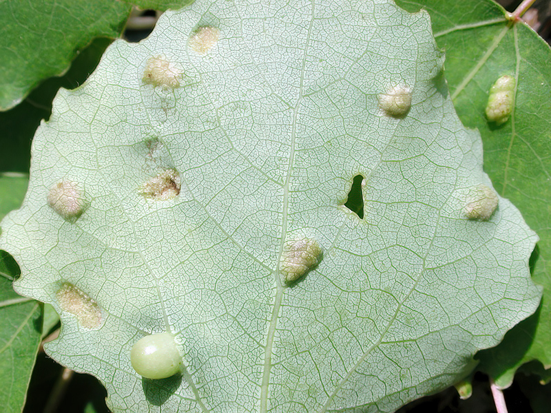 Aceria varia