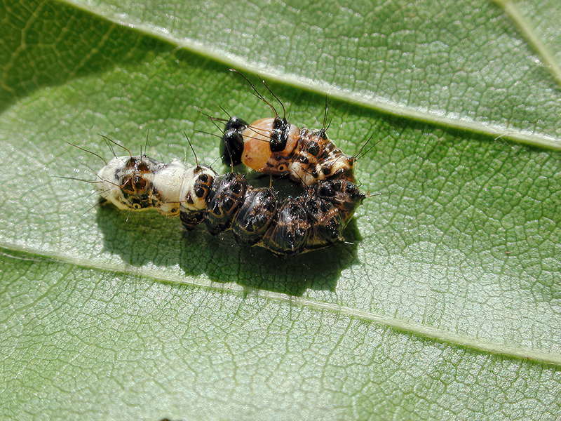 Acronicta alni (Junge Raupe)