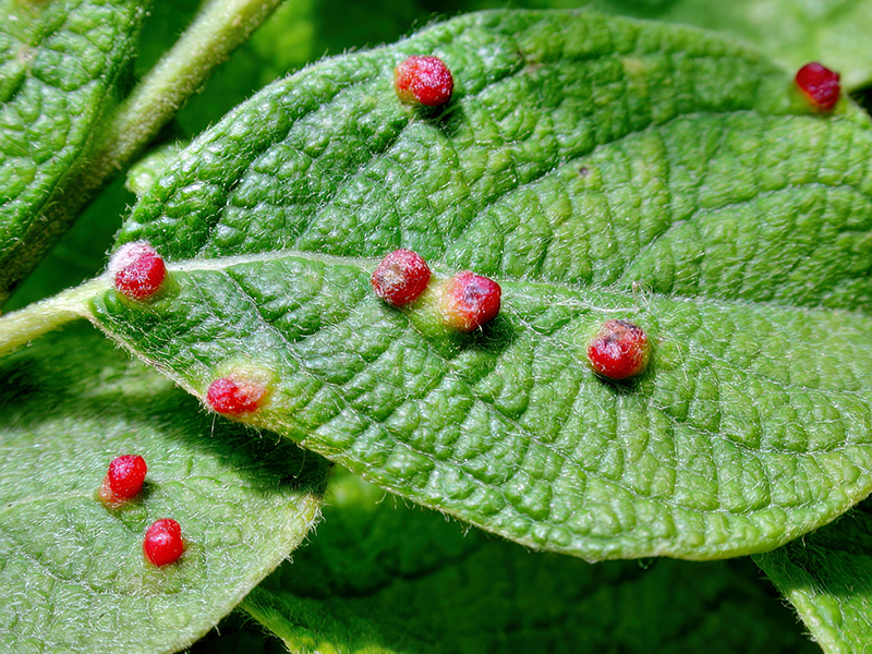 Aculus tetanothrix