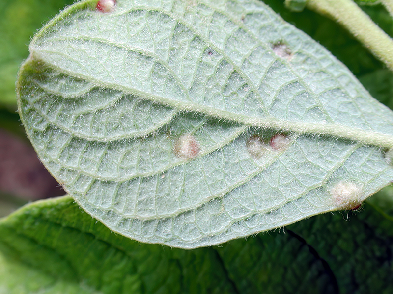 Aculus tetanothrix
