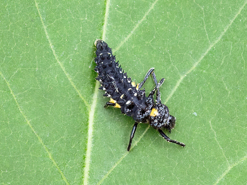 Adalia bipunctata (Junglarve)