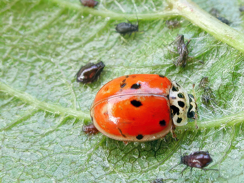 Adalia decempunctata (Farbvariante)