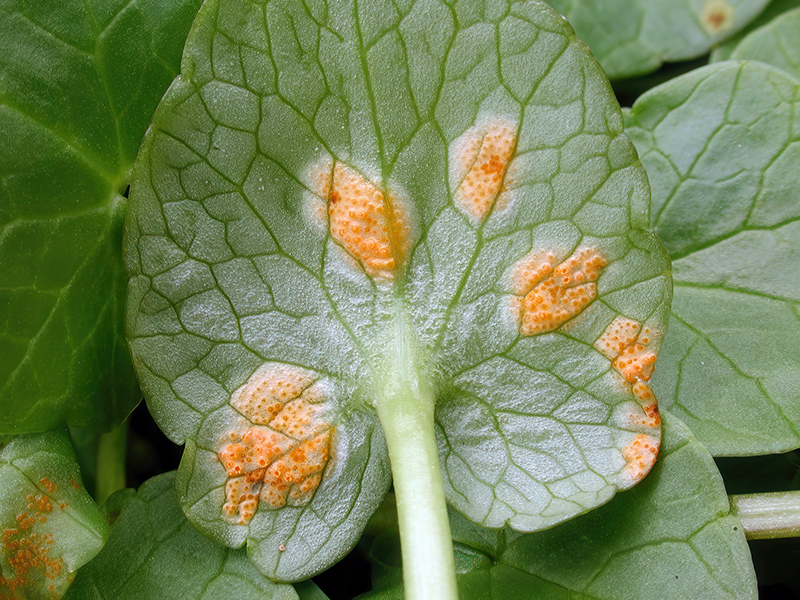 Aecidium ranunculi-acris an Scharbockskraut