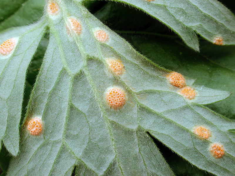 Aecidium ranunculi-acris an Scharbockskraut