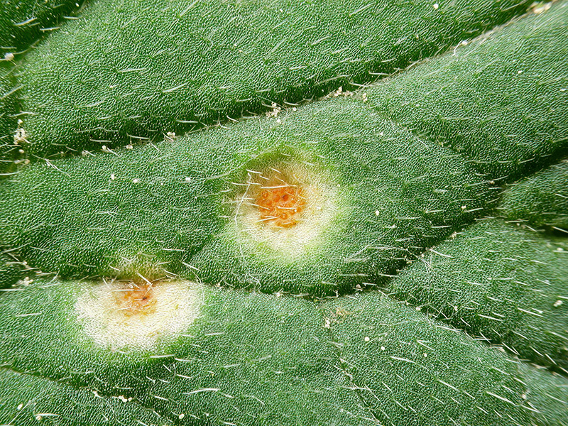 Aecidium ranunculi-acris an Scharbockskraut