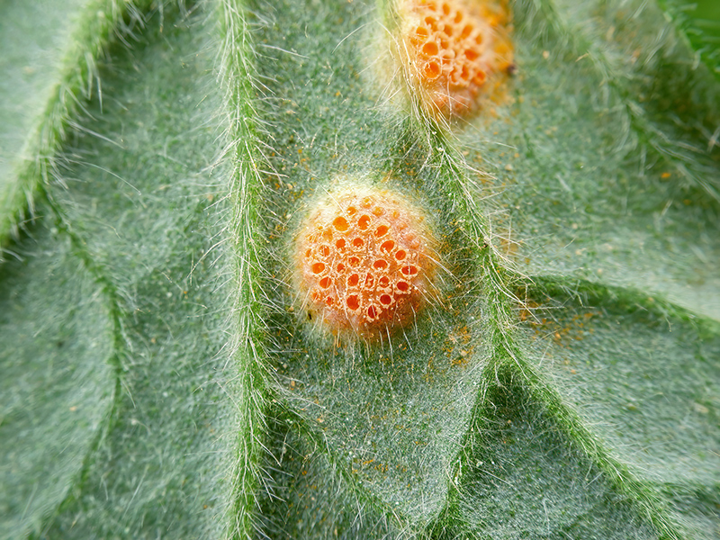 Aecidium ranunculi-acris an Scharbockskraut